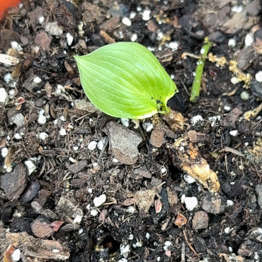 Photo of the plant species Snakeberry by @UpbeatMoss70 named Figyonce on Greg, the plant care app