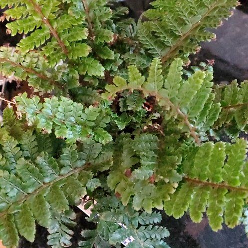 Photo of the plant species Tassel Fern by @BraveBorage82 named Marilyn on Greg, the plant care app