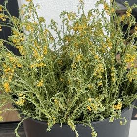 Photo of the plant species Honey Euryops by @KookyGasplant77 named Osmo on Greg, the plant care app