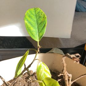 Photo of the plant species Cluster Fig by @ExactMoonwort80 named Coco on Greg, the plant care app