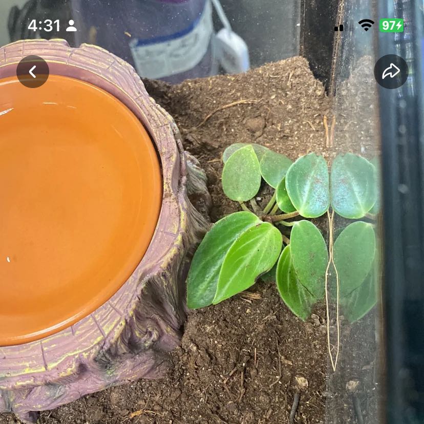 Photo of the plant species Pep. Maculosa by @FairNoognug90 named Keanu Leaves on Greg, the plant care app