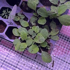 Photo of the plant species Mullein by @BabyRedlog50 named Pax on Greg, the plant care app
