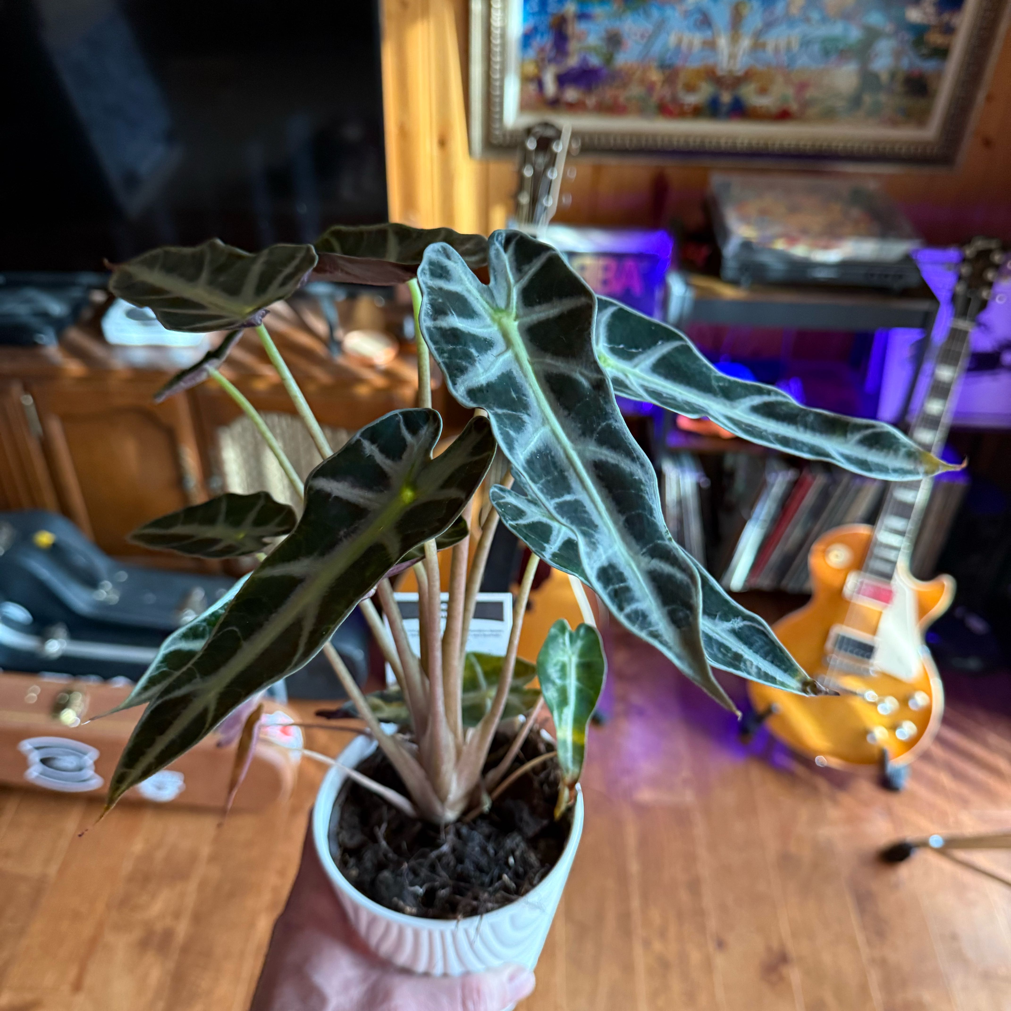 Photo of the plant species bambino arrow plant by @Eyeball named The Babe on Greg, the plant care app