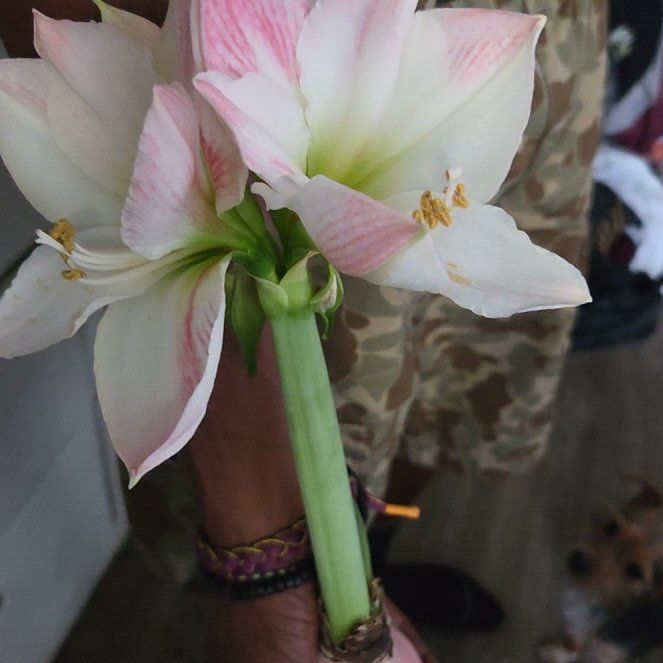 Photo of the plant species Barbosa Lily by @BigPalepuma88 named Rosa on Greg, the plant care app