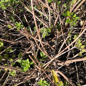 Photo of the plant species Border Forsythia by @YesRustyfig35 named Apollo on Greg, the plant care app