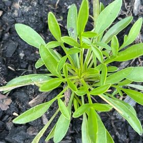 Photo of the plant species Lanceleaf Tickseed by @YesRustyfig35 named Hamilton on Greg, the plant care app