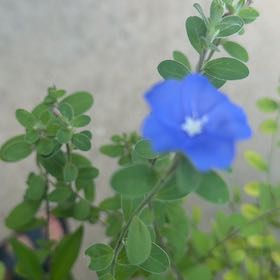 Photo of the plant species Dwarf Morning-Glory by @YesRustyfig35 named Diana on Greg, the plant care app