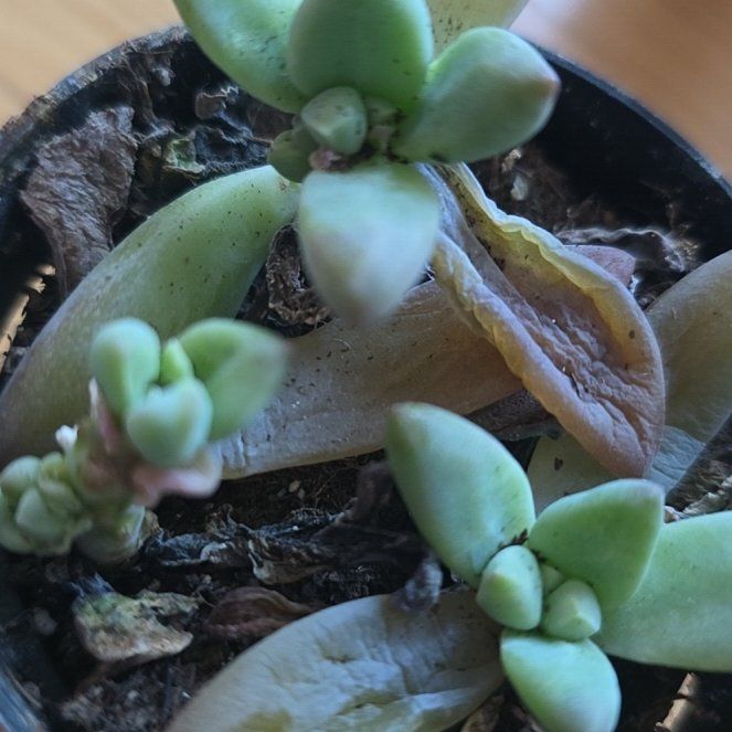 Photo of the plant species Graptoveria 'Blue Pearl' by @FitRedtree44 named Doja Cat on Greg, the plant care app