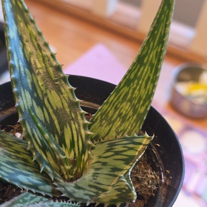 Photo of the plant species Aloe harlana by @FitRedtree44 named Lebron on Greg, the plant care app