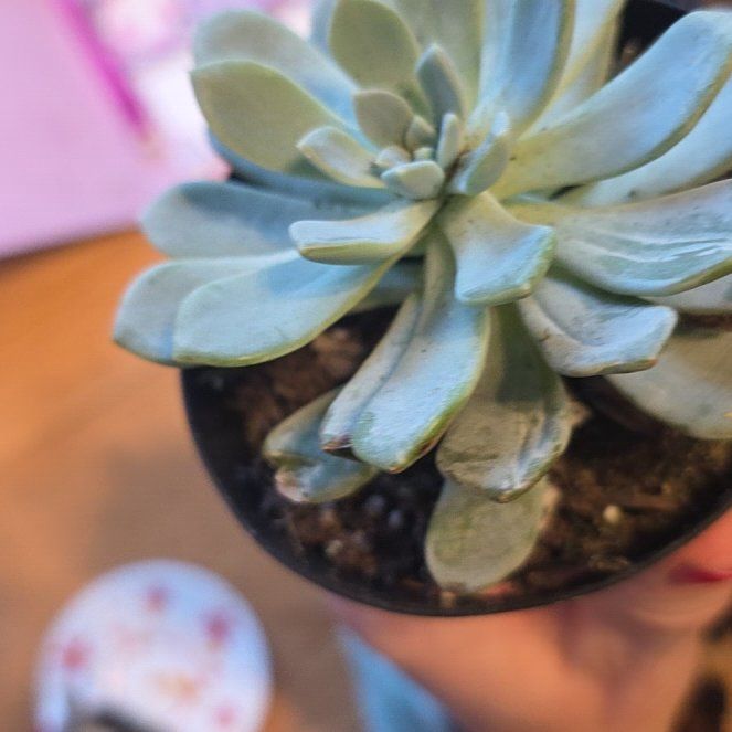 Photo of the plant species Jeweled Crown by @FitRedtree44 named Diana on Greg, the plant care app