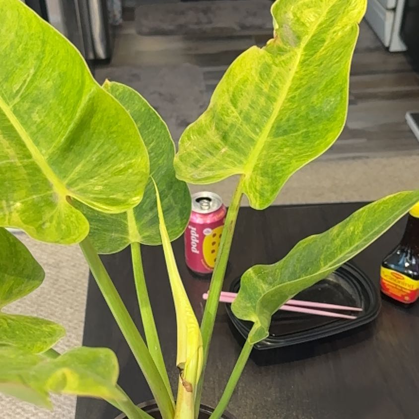 Photo of the plant species Philodendron Calkins Gold by @VipSucc40 named Gates on Greg, the plant care app