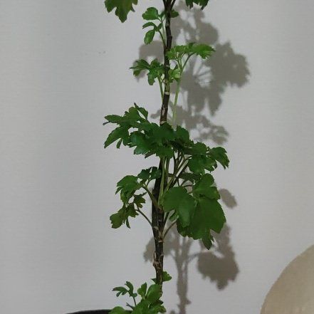 Photo of the plant species Black Aralia Polyscias by @RadBogbean70 named Ronaldo on Greg, the plant care app