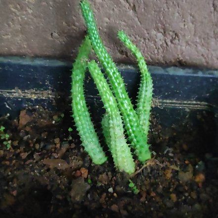 Photo of the plant species Huernia macrocarpa by @RadBogbean70 named Terra on Greg, the plant care app