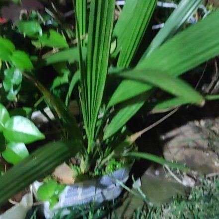Photo of the plant species Date Palm Tree by @RadBogbean70 named Surya on Greg, the plant care app