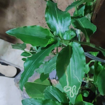 Photo of the plant species Benghal Dayflower by @RadBogbean70 named Taylor Swift on Greg, the plant care app