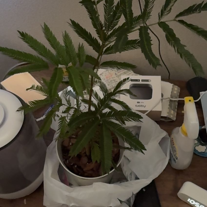 Photo of the plant species Japanese Everfresh Tree by @KnightBeans48 named Marley on Greg, the plant care app