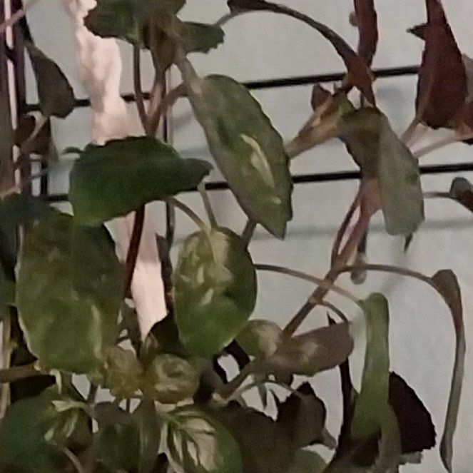 Photo of the plant species Purple Waffle Plant by @jewlz named Zion on Greg, the plant care app