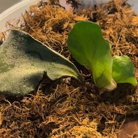 Photo of the plant species Elephant Staghorn Fern by @LadyMorombe34 named Keanu Leaves on Greg, the plant care app
