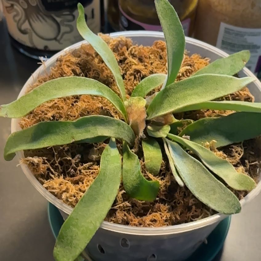 Photo of the plant species Elkhorn Fern by @LadyMorombe34 named Gregarious on Greg, the plant care app