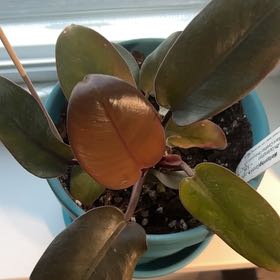 Photo of the plant species Philodendron Black Cardinal x Florida Beauty by @LadyMorombe34 named Nithin on Greg, the plant care app
