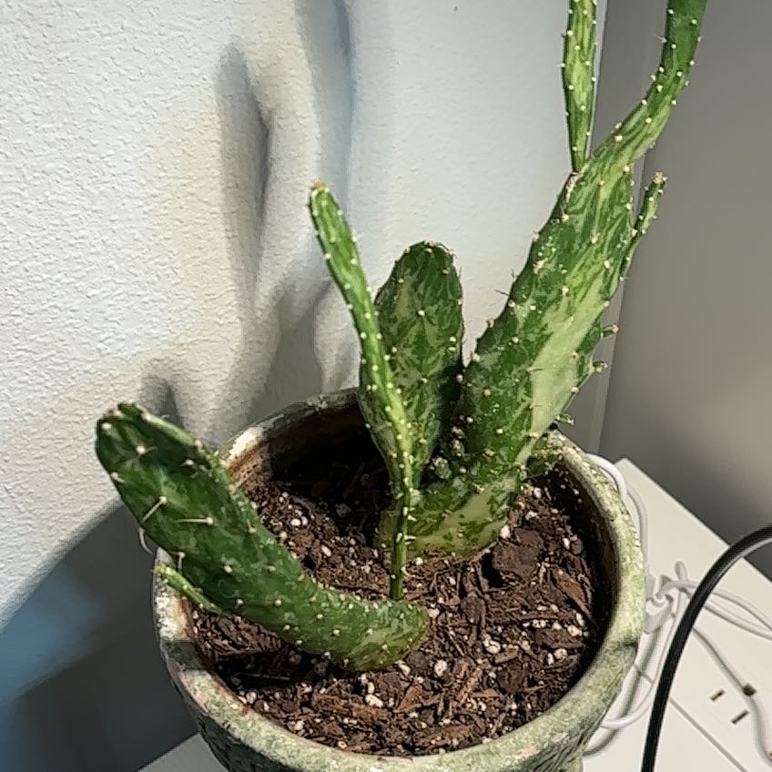 Photo of the plant species Variegated Joseph's Coat by @LadyMorombe34 named Luna on Greg, the plant care app