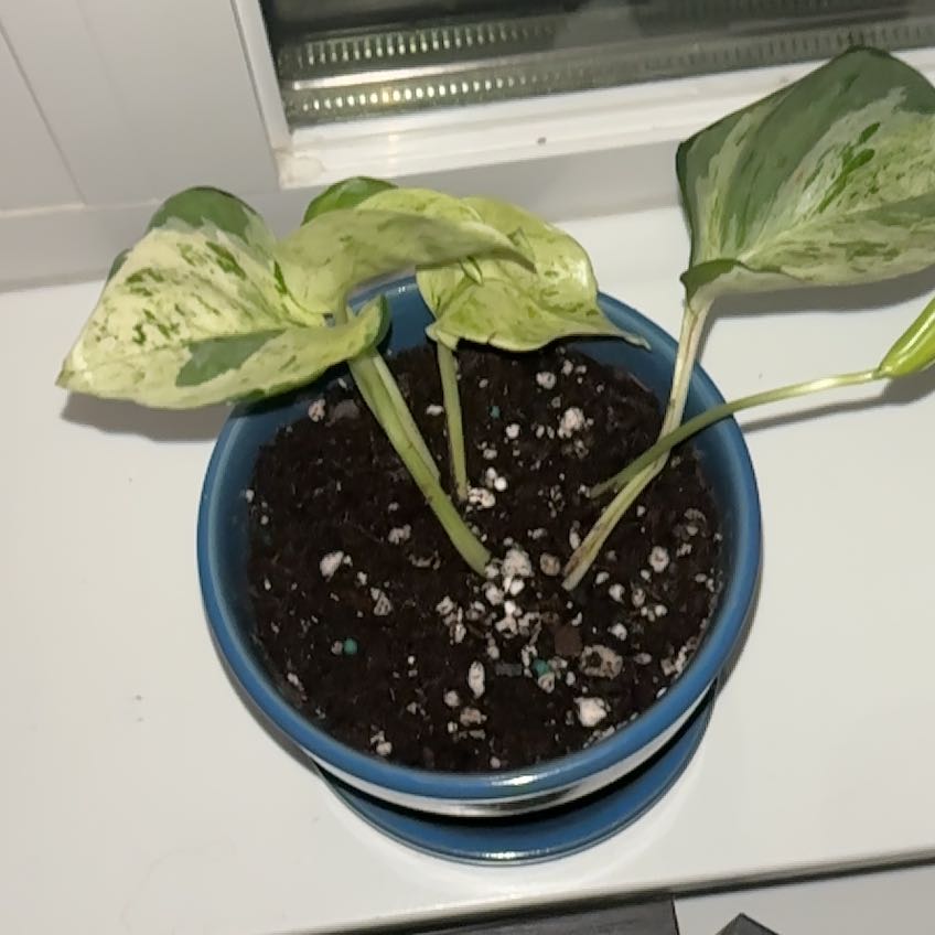 Photo of the plant species Harlequin Pothos by @LadyMorombe34 named Dax on Greg, the plant care app