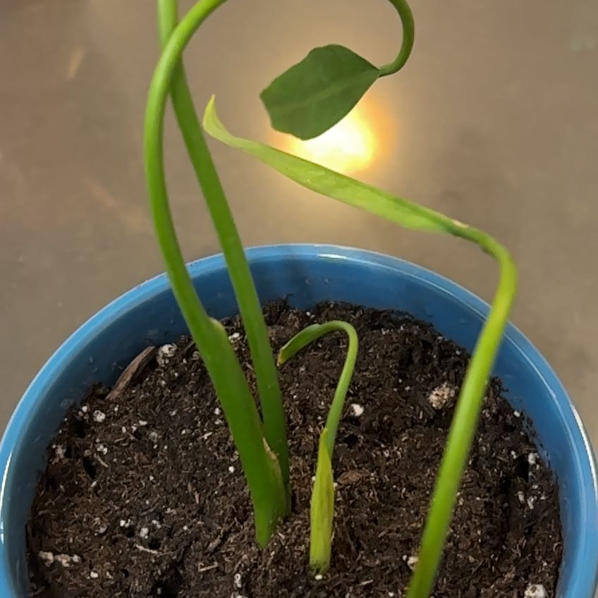 Photo of the plant species Philodendrom by @LadyMorombe34 named Huckleberry Fern on Greg, the plant care app