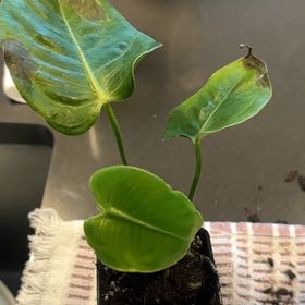 Photo of the plant species Anthurium veitchii by @LadyMorombe34 named Walt on Greg, the plant care app