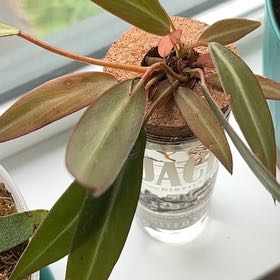 Photo of the plant species Philodendron by @LadyMorombe34 named Bruce Lee on Greg, the plant care app