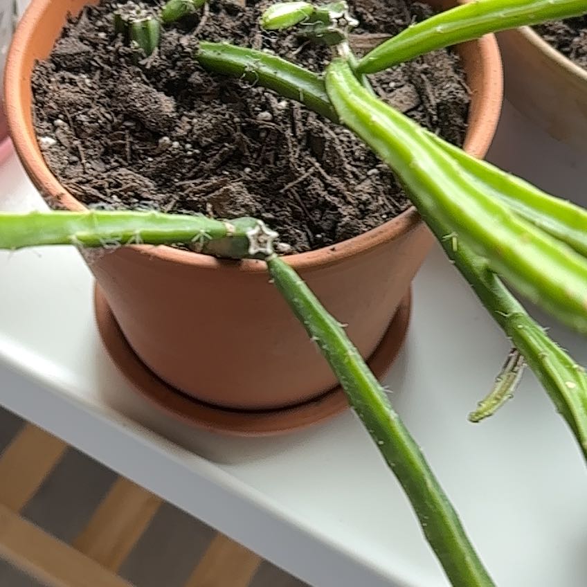 Photo of the plant species Rizzini's Moonlight Cactus by @LadyMorombe34 named Rainier on Greg, the plant care app