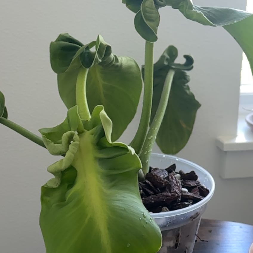 Photo of the plant species Philodendron Rugosum by @LadyMorombe34 named Maya on Greg, the plant care app