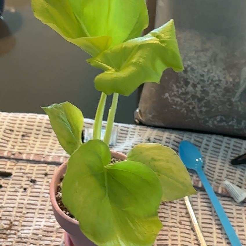 Photo of the plant species Philodendron warszewiczii by @LadyMorombe34 named Rihanna on Greg, the plant care app