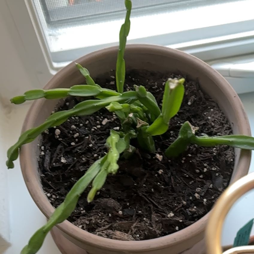 Photo of the plant species Twisty Rhipsalis by @LadyMorombe34 named Peter Parker on Greg, the plant care app