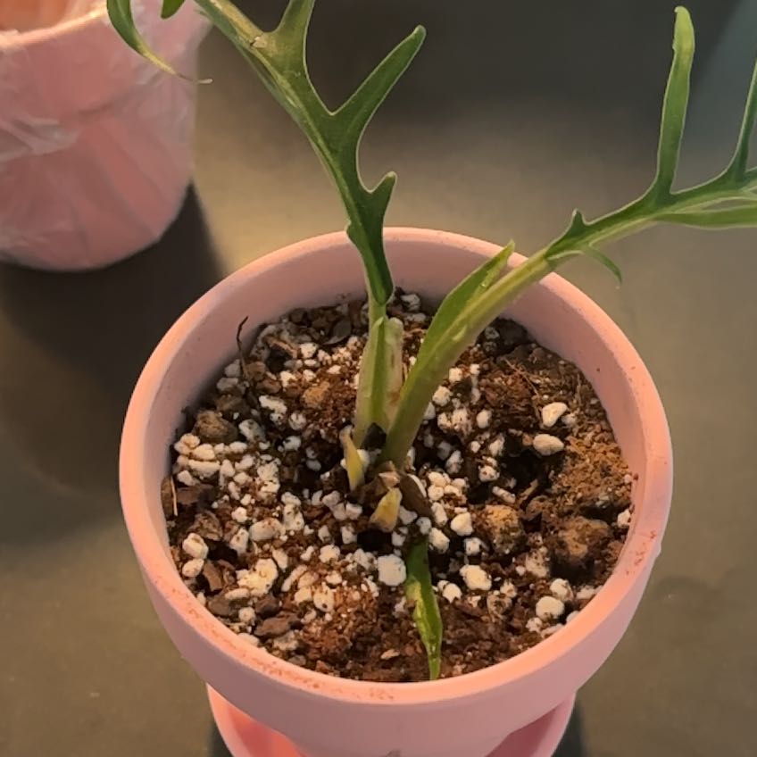 Photo of the plant species Philodendron tortum by @LadyMorombe34 named Athena on Greg, the plant care app