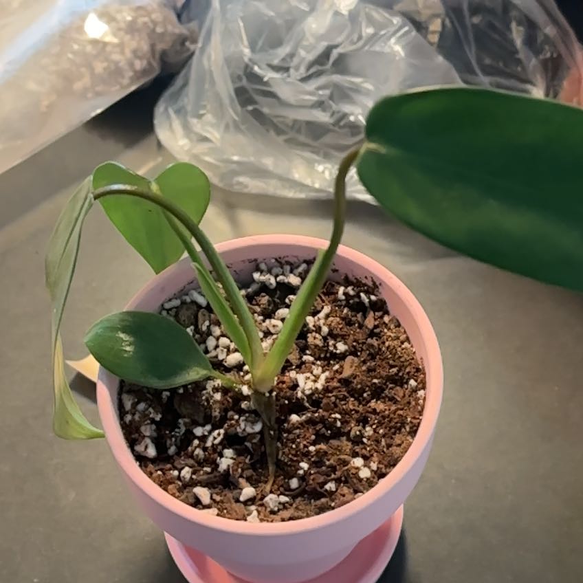Photo of the plant species Philodendron holtonianum by @LadyMorombe34 named Coco on Greg, the plant care app