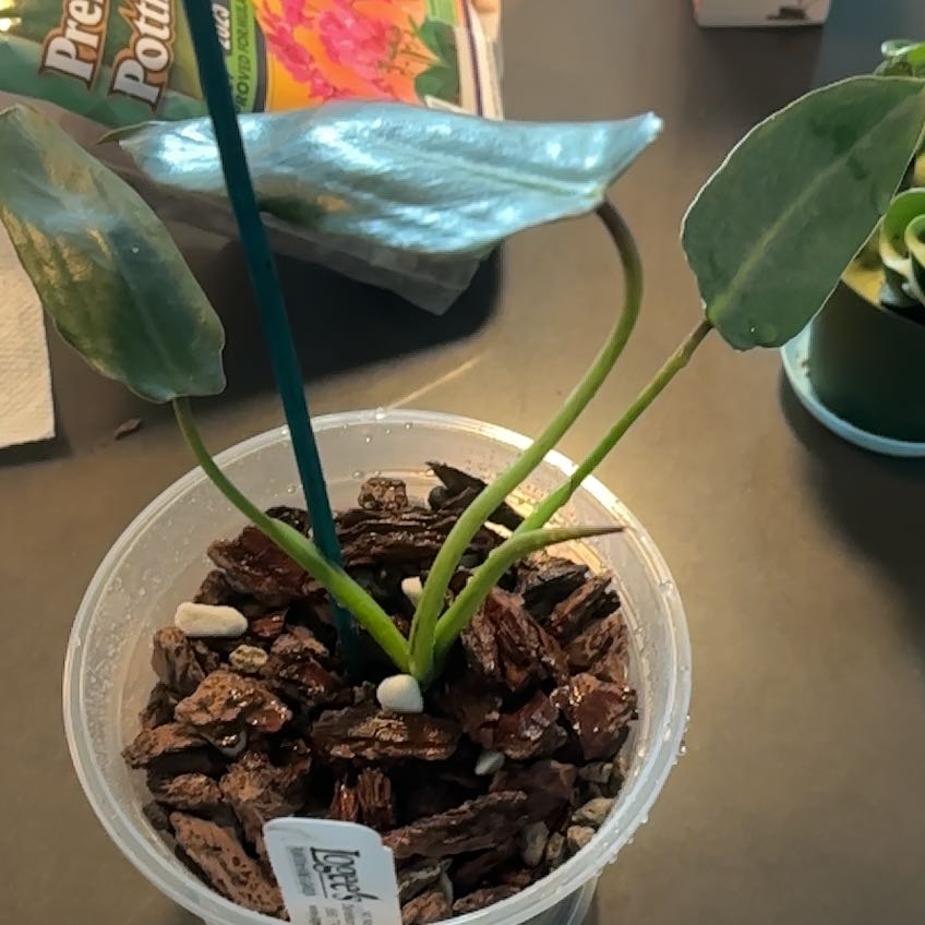 Photo of the plant species Philodendron Spiritus Sancti by @LadyMorombe34 named Sproutacus on Greg, the plant care app