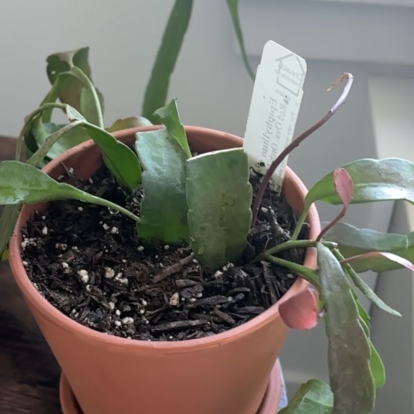 Photo of the plant species Orchid Cactus by @LadyMorombe34 named Zion on Greg, the plant care app