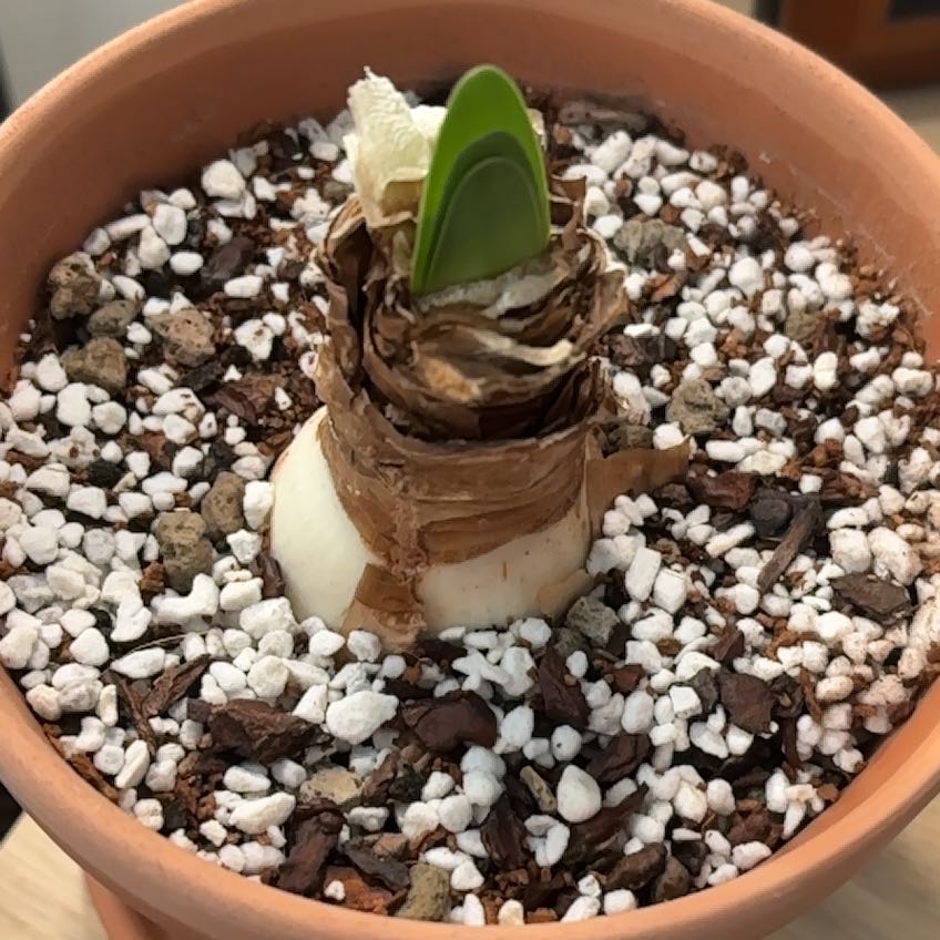 Photo of the plant species Minerva Amaryllis by @LadyMorombe34 named Queen on Greg, the plant care app