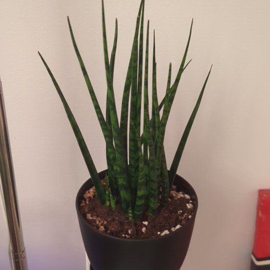 Photo of the plant species Sansevieria 'Fernwood Mikado' by @SensibleTawa66 named Oscar on Greg, the plant care app