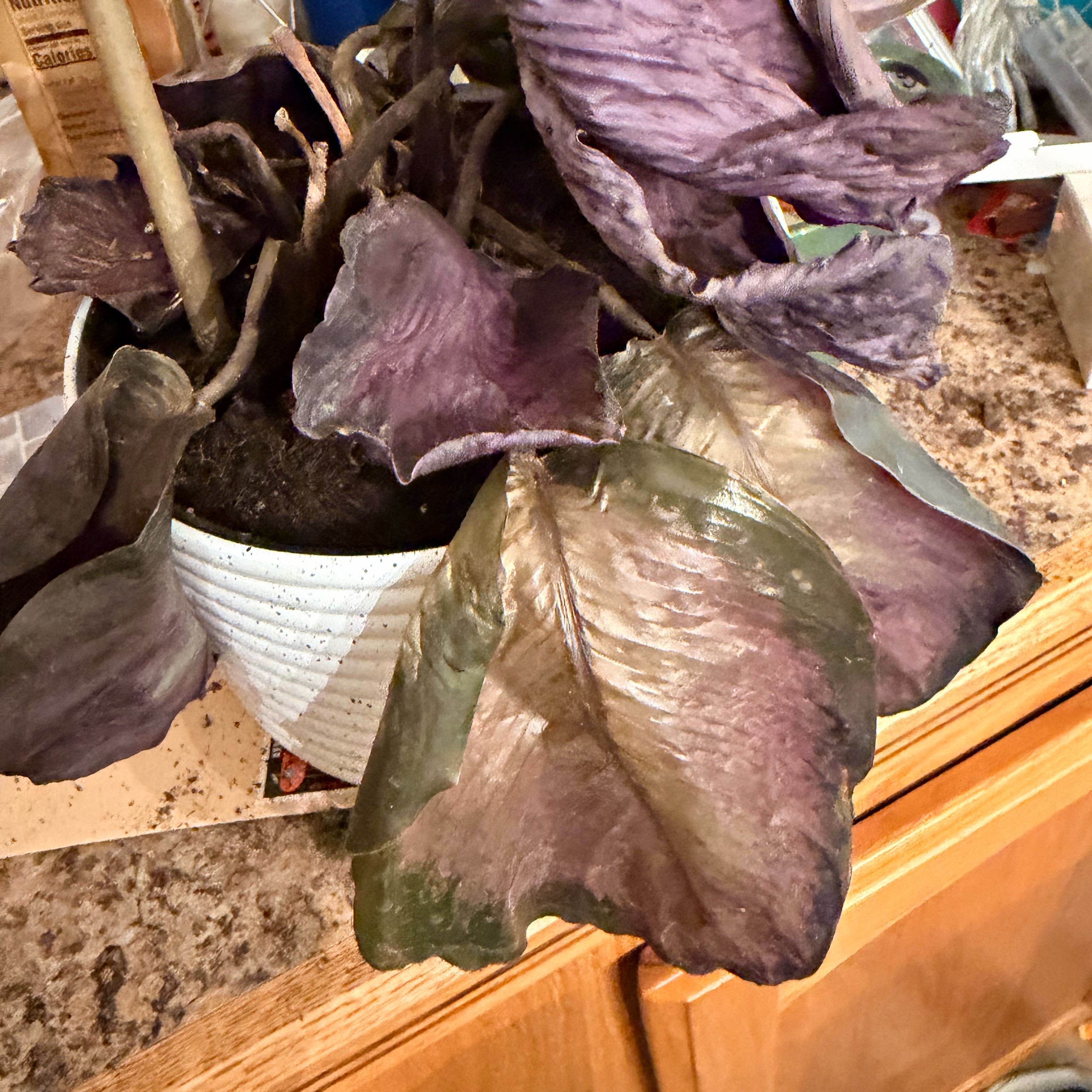 Photo of the plant species Calathea 'Pink Star' by @WorthyBorage31 named Cali on Greg, the plant care app