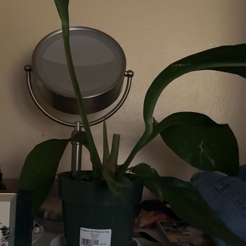 Photo of the plant species Anthurium Big Bill by @RevealingCorn12 named Shakira on Greg, the plant care app