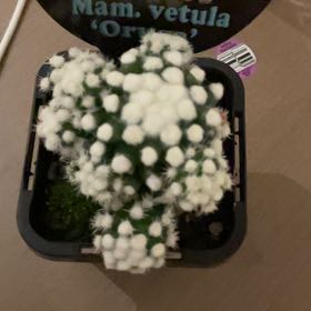 Photo of the plant species Mammillaria gracilis 'Oruga' by @NurseSeaoxeye32 named Studo on Greg, the plant care app