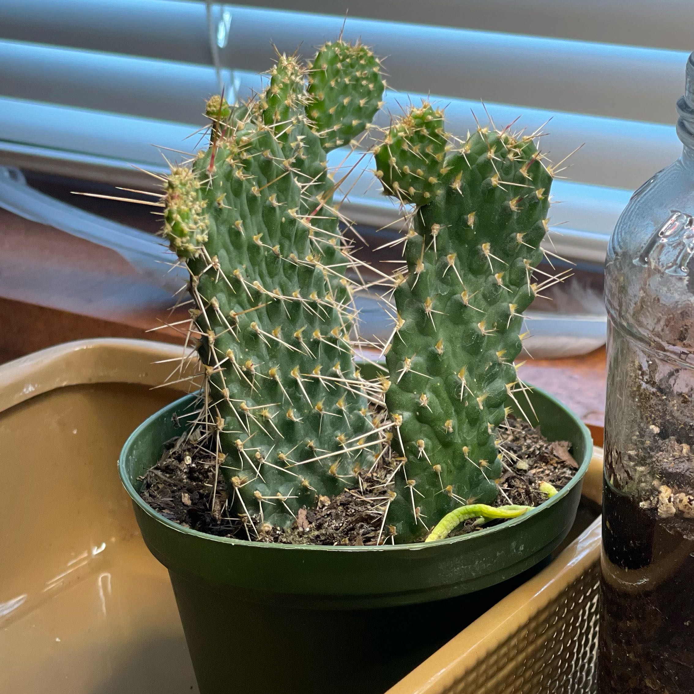 Photo of the plant species Road Kill Cactus by @WellreadDamiana named Hank on Greg, the plant care app