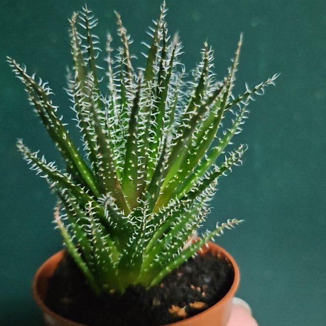 Photo of the plant species Haworthia-leaved Aloe by @PotentMystax28 named Peter Parker on Greg, the plant care app