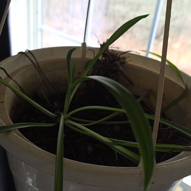 Photo of the plant species Green Spider Plant by @HeartyLlavea69 named Figyonce on Greg, the plant care app