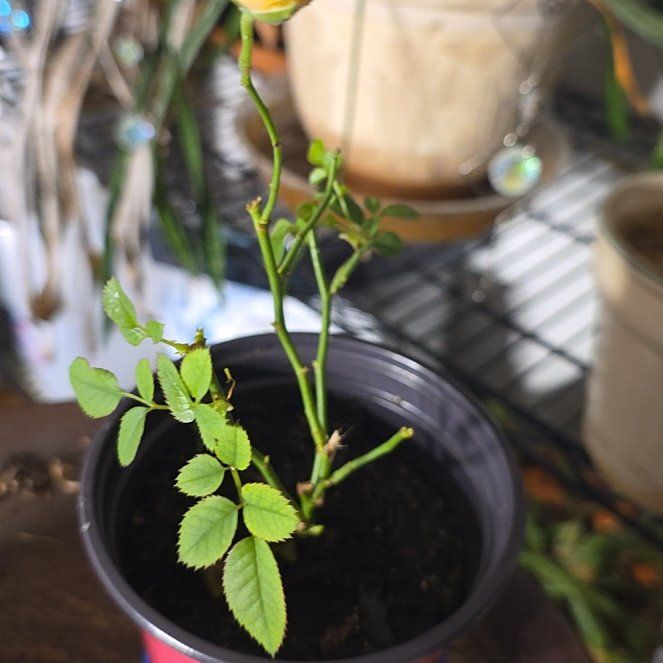 Photo of the plant species Multiflora Rose by @HeartyLlavea69 named Drake on Greg, the plant care app