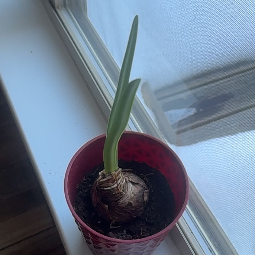 Photo of the plant species Amaryllis by @TryPansy21 named Pink Ice on Greg, the plant care app
