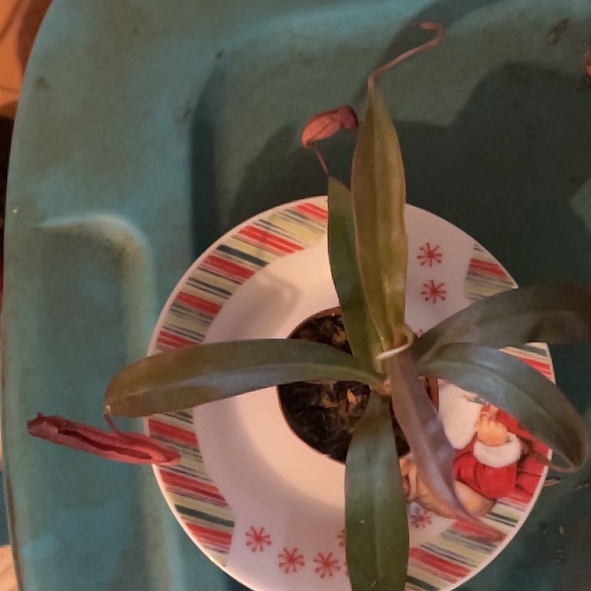 Photo of the plant species Nepenthes X 'Rebecca Soper' - Nepenthes gracillima 'Dark Red' X ventricosa by @GoodTinybluet97 named Hemingway on Greg, the plant care app