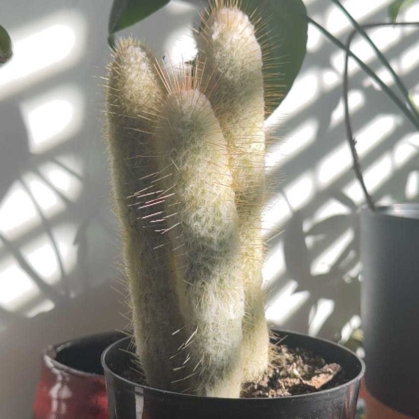 Photo of the plant species Espostoopsis dybowskii by @LuckyGoatwillow named Greg on Greg, the plant care app
