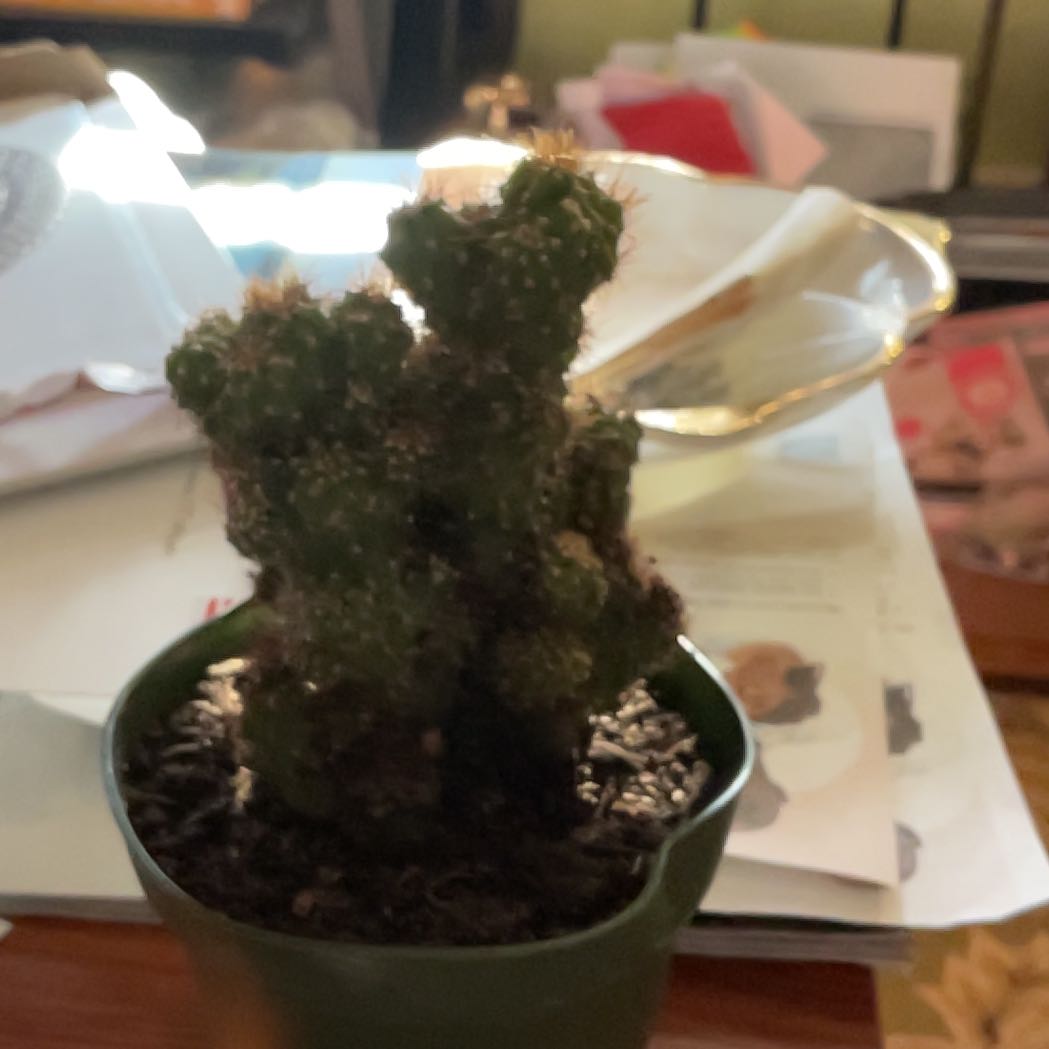 Photo of the plant species Crested African Candelabra by @PotentCobnut60 named Harry on Greg, the plant care app